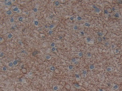 Polyclonal Antibody to Aquaporin 4 (AQP4)