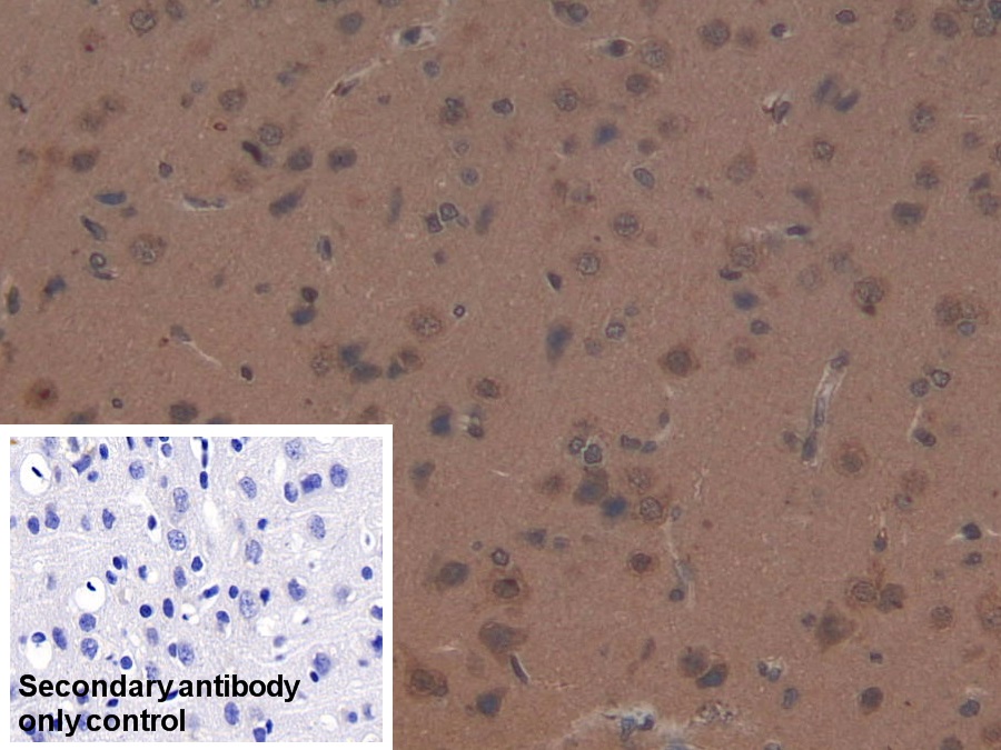 Polyclonal Antibody to Orexin A (OXA)