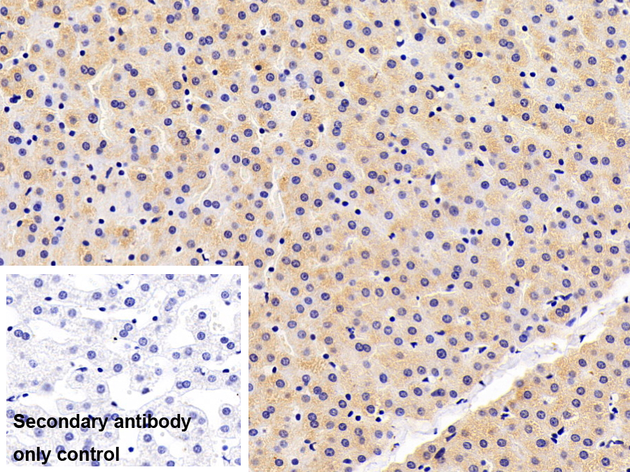 Polyclonal Antibody to Glutathione S Transferase Omega 1 (GSTo1)