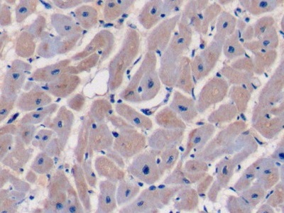 Polyclonal Antibody to Caspase 9 (CASP9)