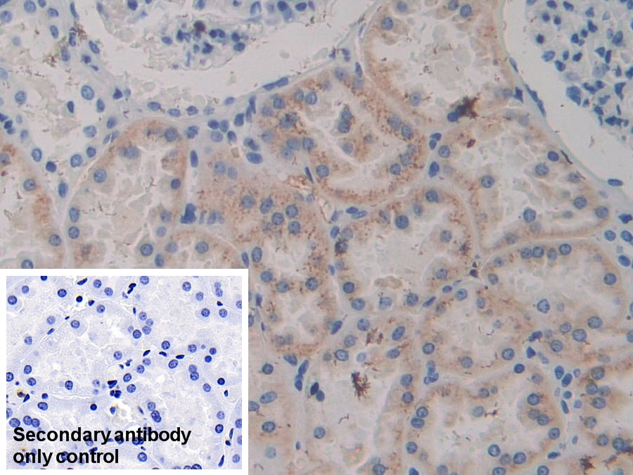 Polyclonal Antibody to Amiloride Binding Protein 1 (ABP1)