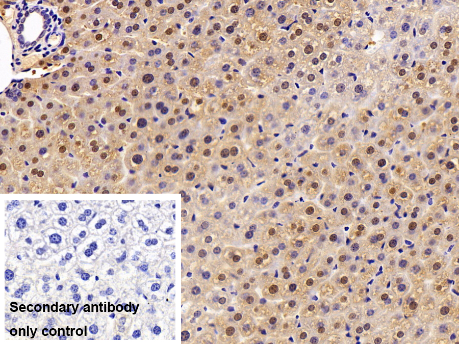 Polyclonal Antibody to Angiopoietin 4 (ANGPT4)