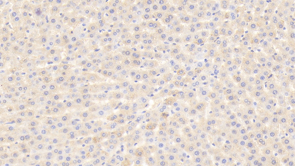 Polyclonal Antibody to Angiopoietin 4 (ANGPT4)