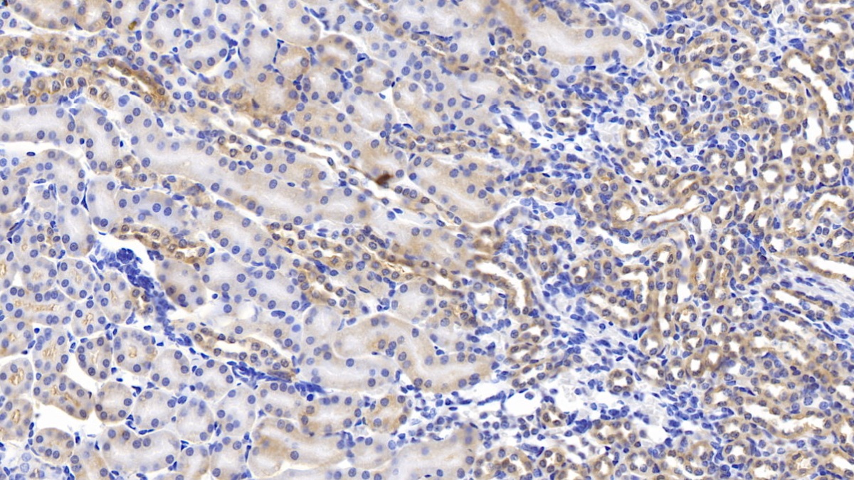 Polyclonal Antibody to Slit Homolog 2 (Slit2)