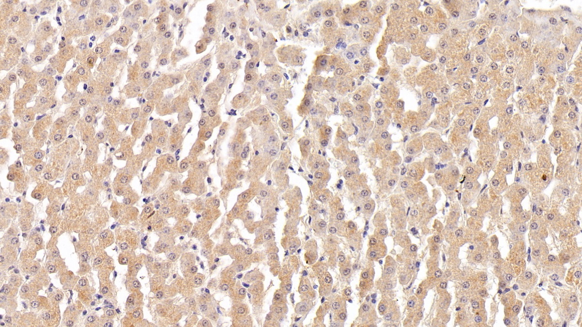 Polyclonal Antibody to Coagulation Factor V (F5)