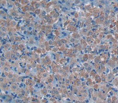 Polyclonal Antibody to Myeloid Progenitor Inhibitory Factor 2 (MPIF2)