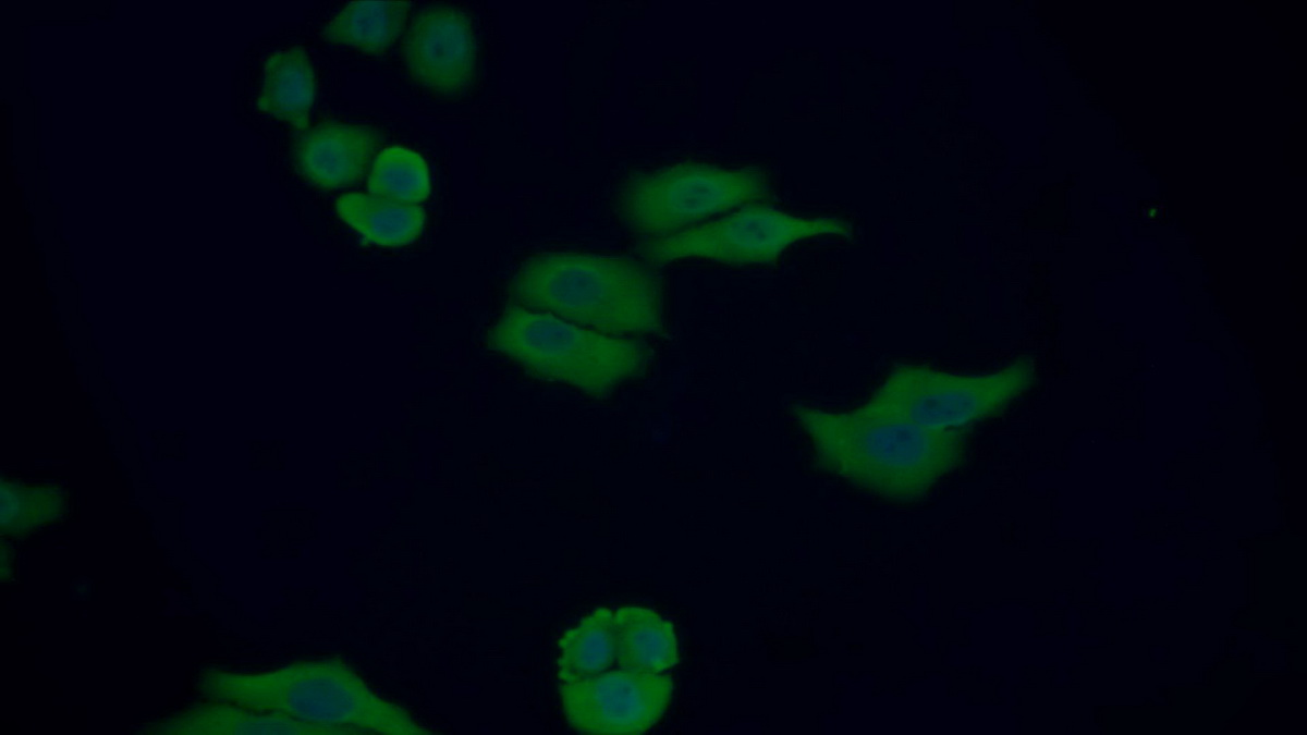 Polyclonal Antibody to Thioredoxin (Trx)