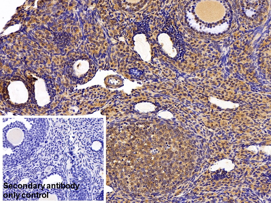 Polyclonal Antibody to Thioredoxin (Trx)