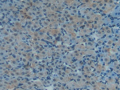 Polyclonal Antibody to Thioredoxin (Trx)