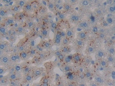 Polyclonal Antibody to Prothrombin Fragment 1+2 (F1+2)