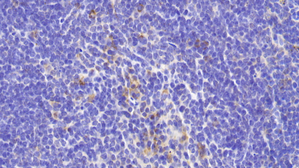 Polyclonal Antibody to Heparanase (HPSE)