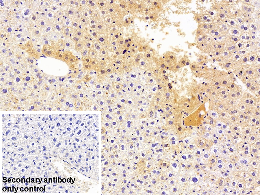 Polyclonal Antibody to Prealbumin (PALB)