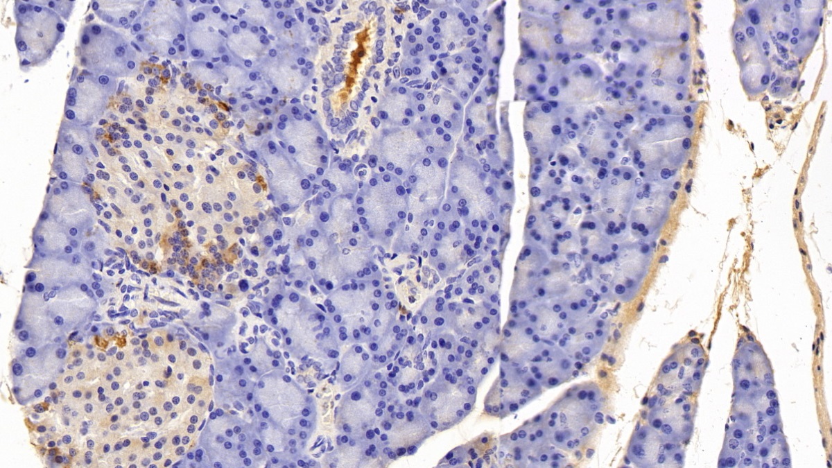 Polyclonal Antibody to Prealbumin (PALB)