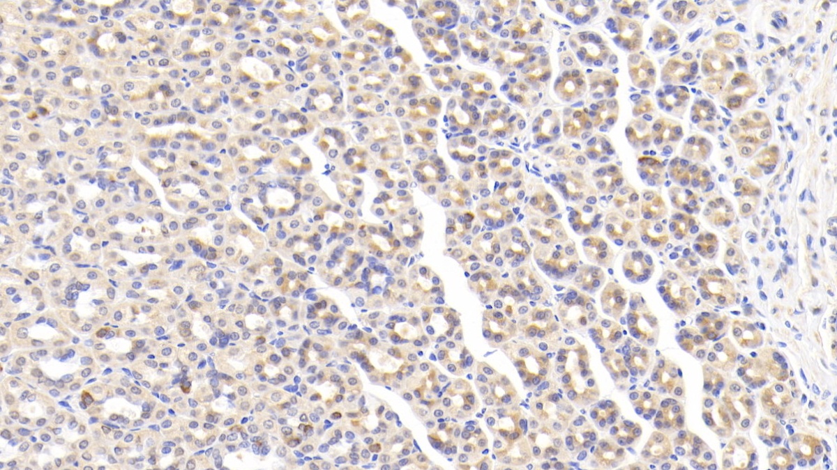 Polyclonal Antibody to Trefoil Factor 2 (TFF2)