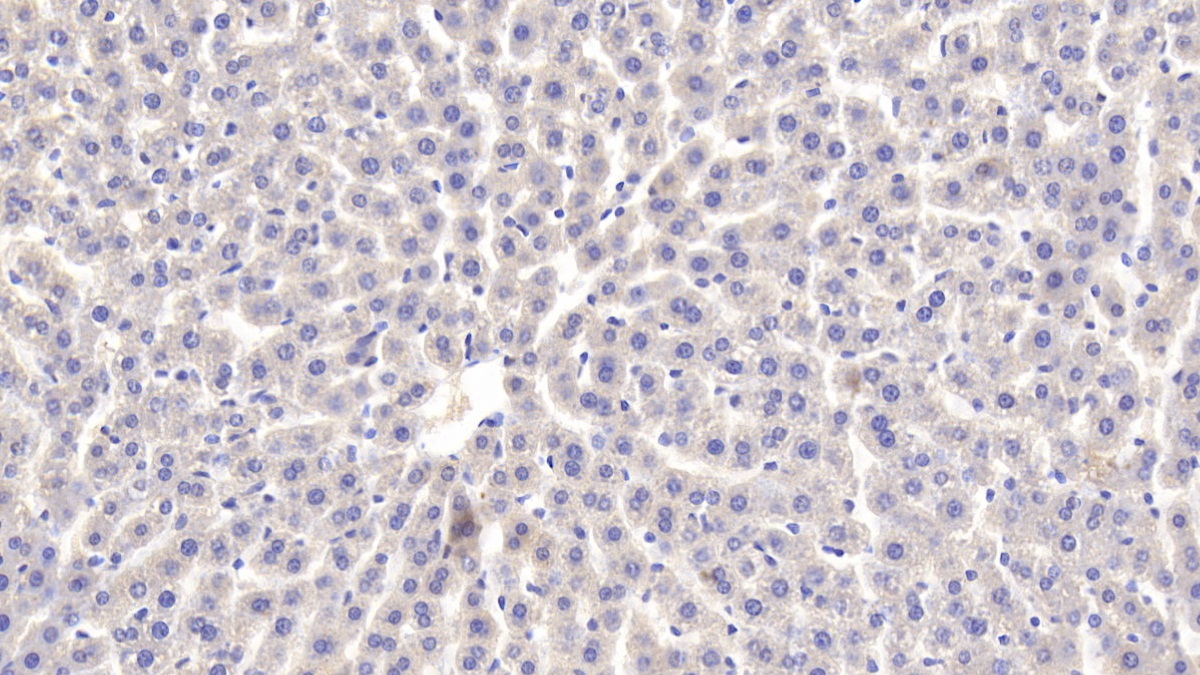 Polyclonal Antibody to Lactoferrin (LTF)