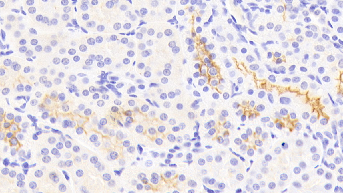 Polyclonal Antibody to Kidney Injury Molecule 1 (Kim1)