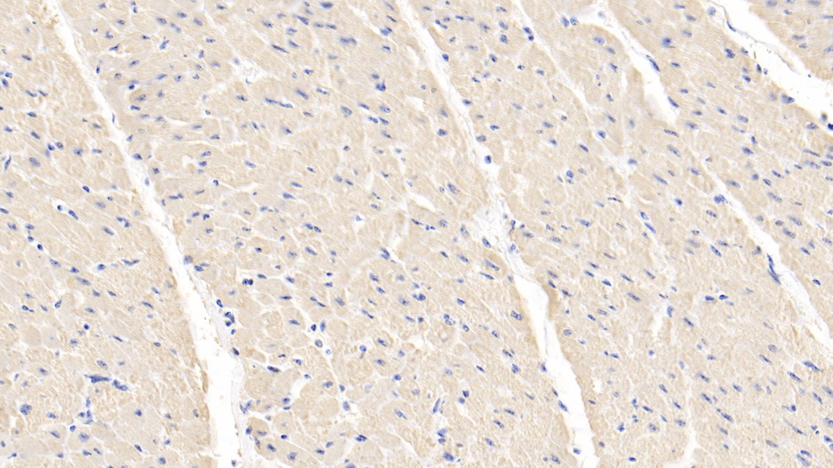 Polyclonal Antibody to Hypoxia Inducible Factor 1 Alpha (HIF1a)