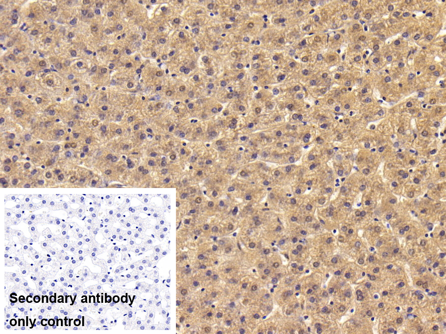 Polyclonal Antibody to Haptoglobin (Hpt)