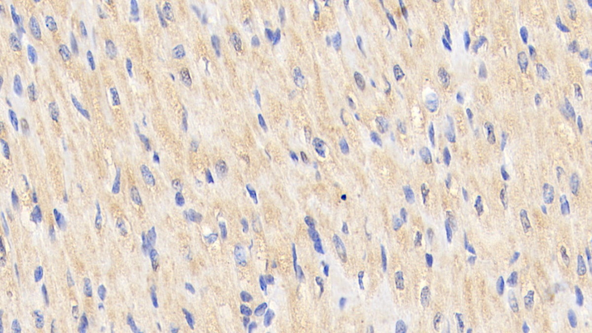 Polyclonal Antibody to Heat Shock Protein 60 (Hsp60)