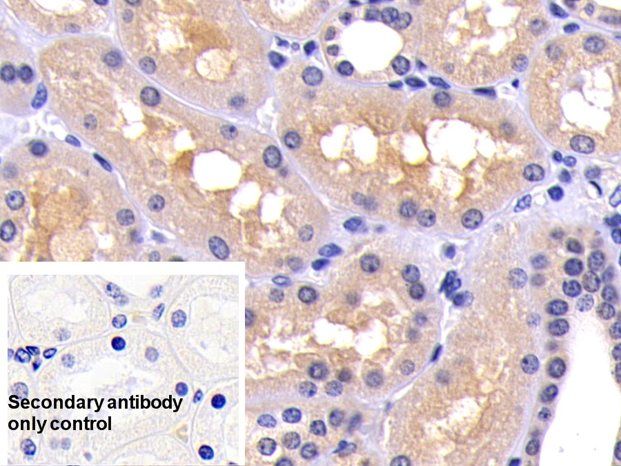 Polyclonal Antibody to Caspase 8 (CASP8)