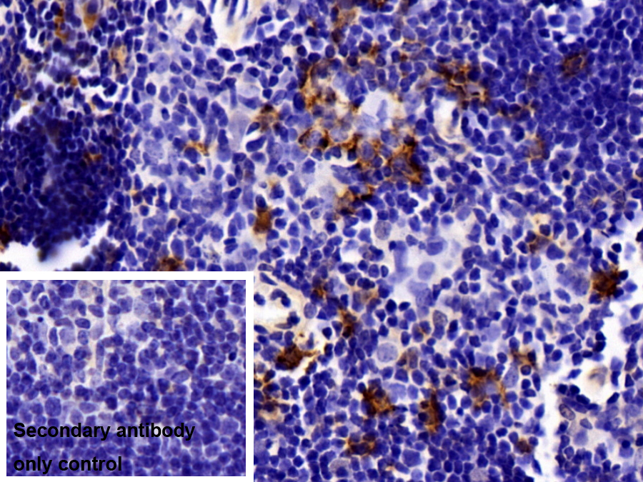 Polyclonal Antibody to Carbonic Anhydrase I (CA1)