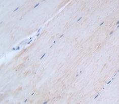 Polyclonal Antibody to Heat Shock Transcription Factor 4 (HSF4)