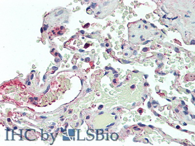 Polyclonal Antibody to Sialoadhesin (SN)