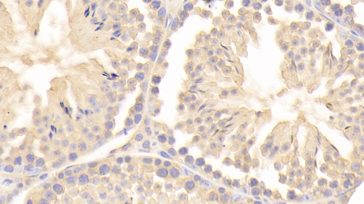 Polyclonal Antibody to Cyclophilin A (CYPA)