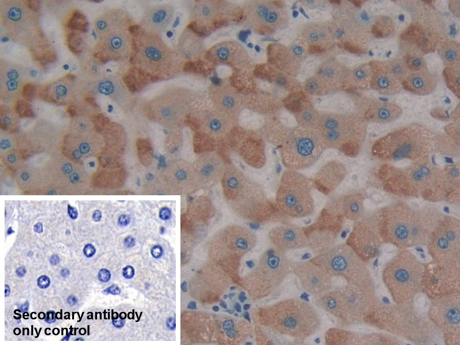 Polyclonal Antibody to Protein Tyrosine Phosphatase Receptor Type H (PTPRH)