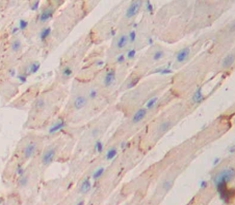 Polyclonal Antibody to Placental Cadherin (P-cadherin)