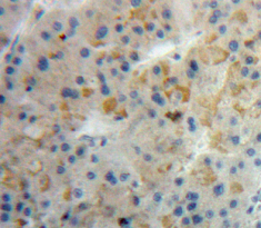 Polyclonal Antibody to Alpha-Lactalbumin (aLA)