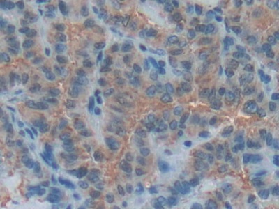 Polyclonal Antibody to Contactin Associated Protein 1 (Caspr)