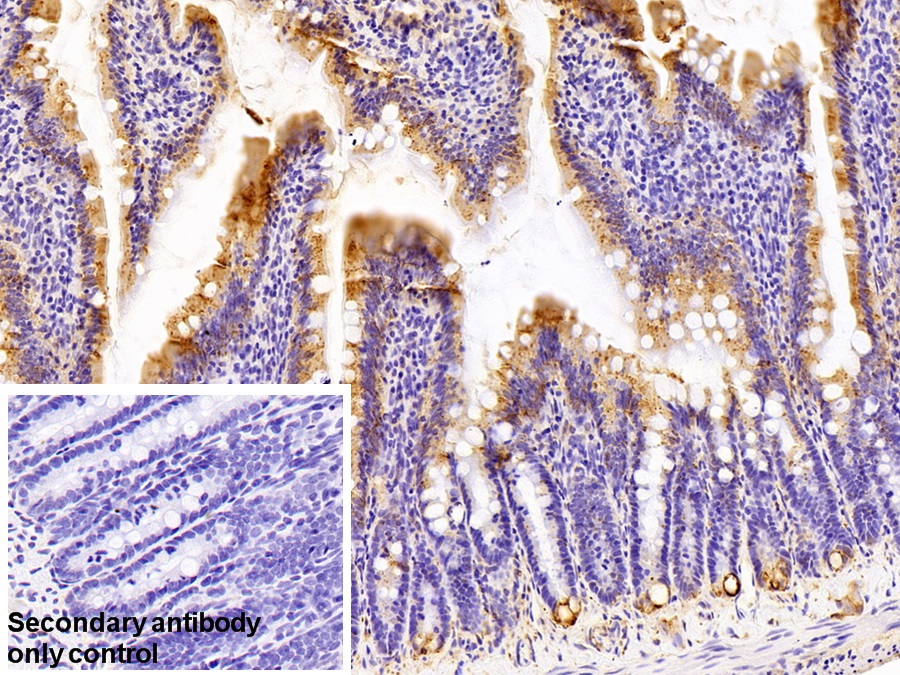 Polyclonal Antibody to Protein Disulfide Isomerase (PDI)