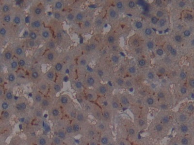 Polyclonal Antibody to Alanine Aminopeptidase (AAP)