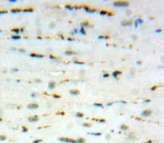 Polyclonal Antibody to S100 Calcium Binding Protein A13 (S100A13)