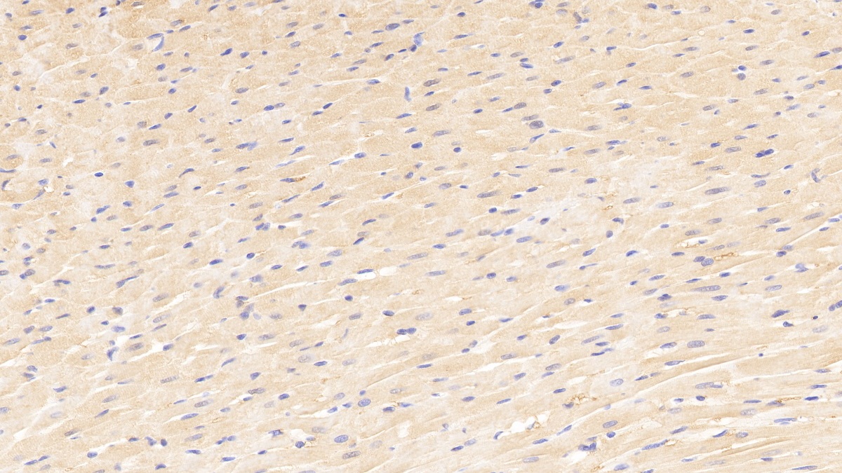 Polyclonal Antibody to Myogenin (MYOG)