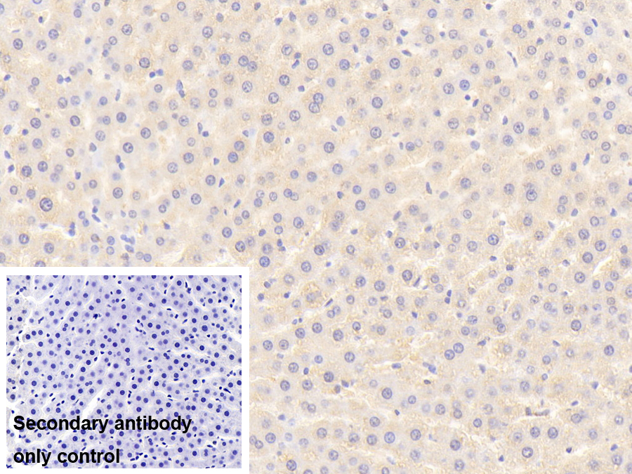 Polyclonal Antibody to Macrophage Stimulating Protein (MSP)