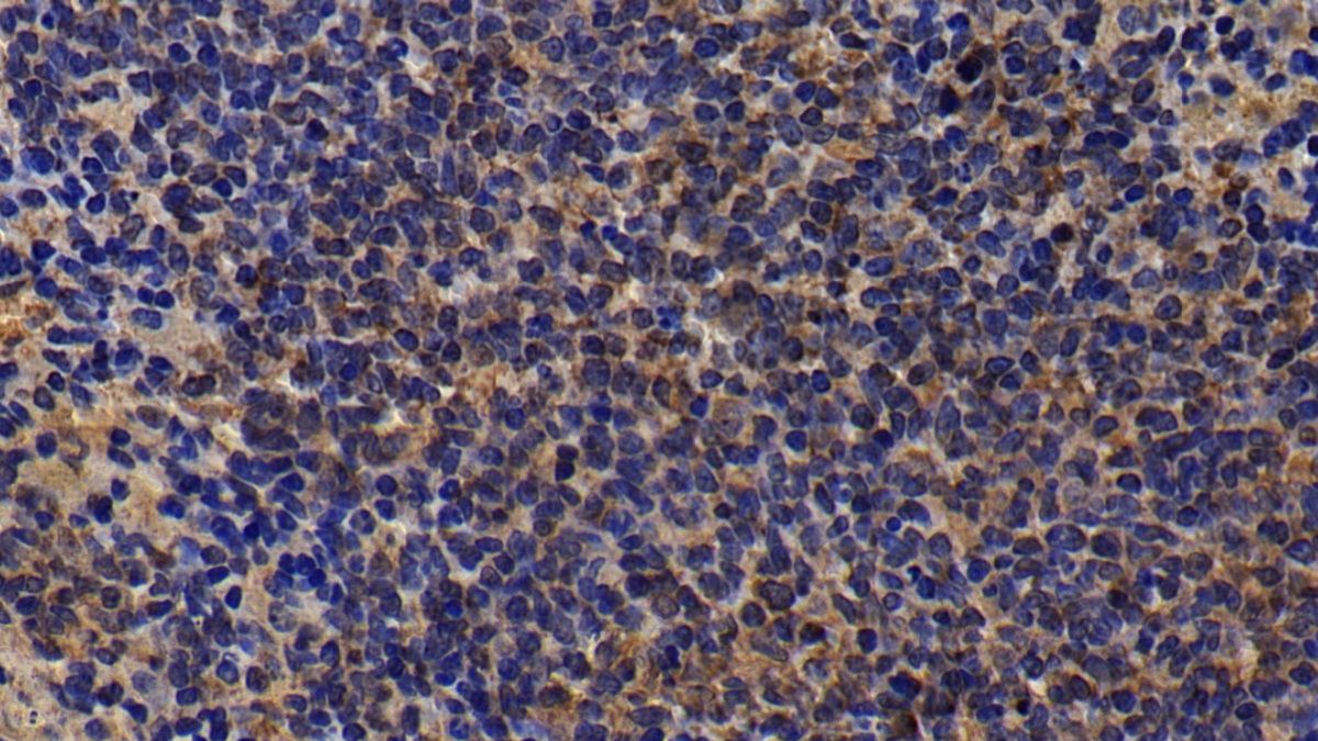 Polyclonal Antibody to C-Type Lectin Domain Family 2, Member C (CLEC2C)