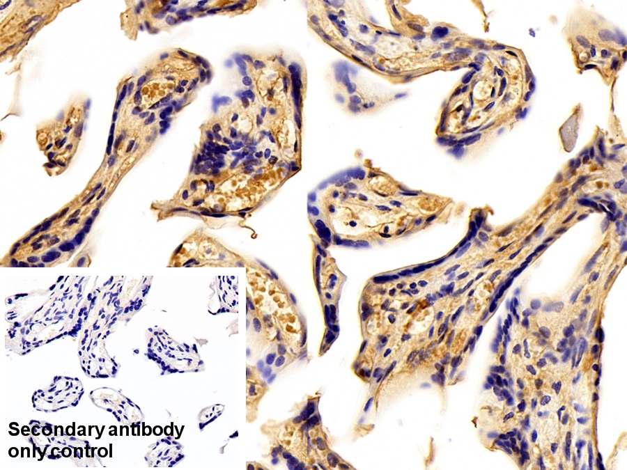 Polyclonal Antibody to Fibrinogen Beta Chain (FGB)