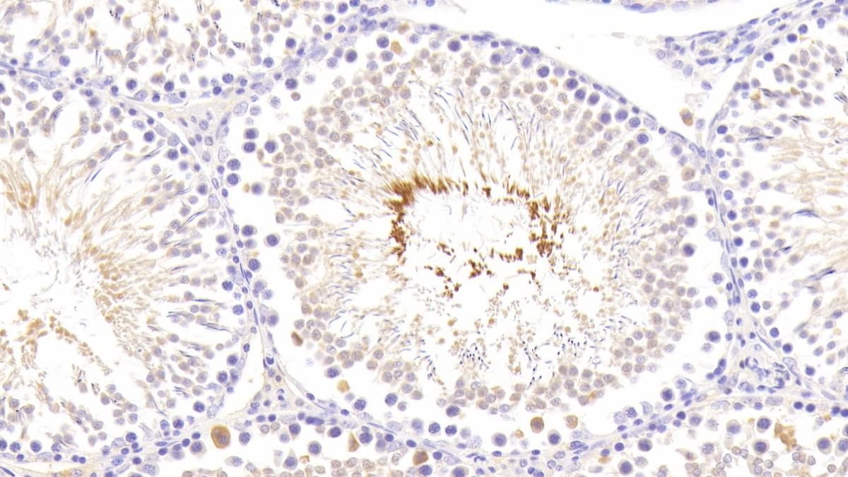 Polyclonal Antibody to Relaxin (RLN)