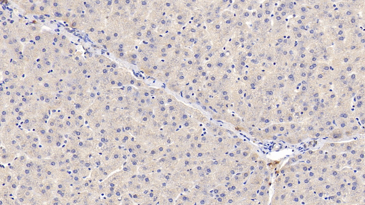 Polyclonal Antibody to Plasminogen (Plg)