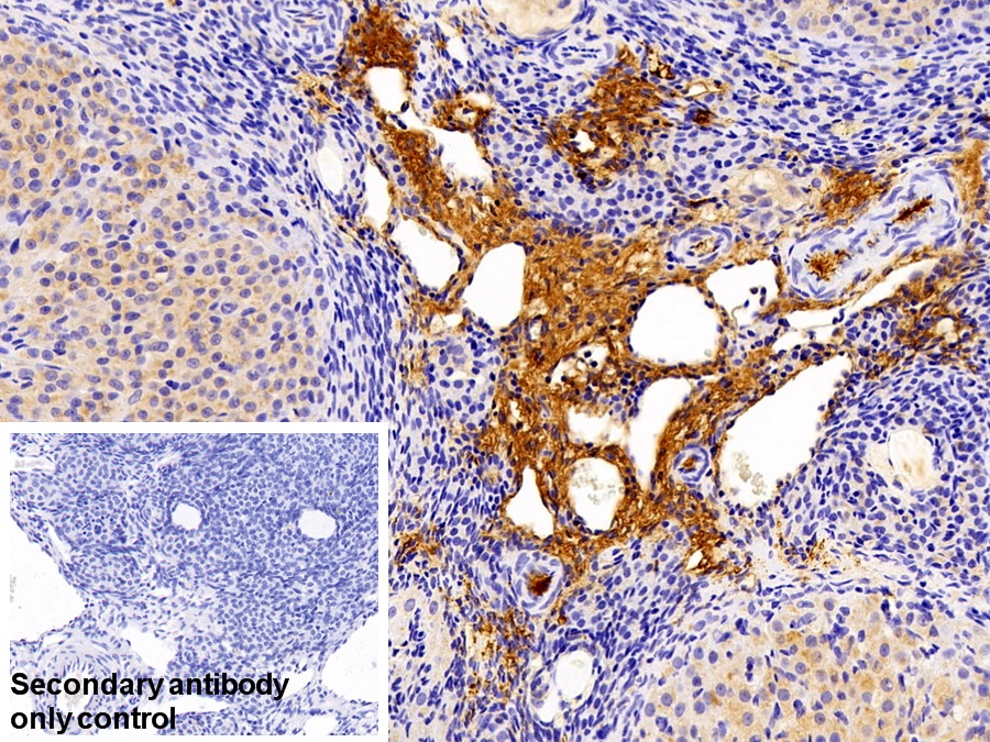 Polyclonal Antibody to Fibrinopeptide A (FPA)