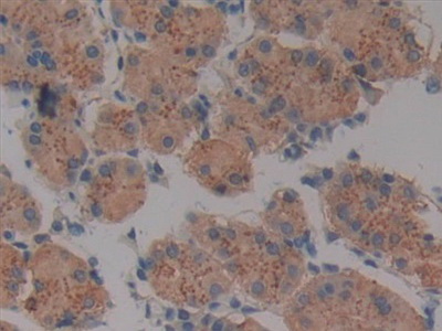 Polyclonal Antibody to Tumor Necrosis Factor Receptor Superfamily, Member 5 (CD40)