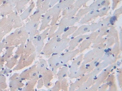 Polyclonal Antibody to Elongin A (ELOA)