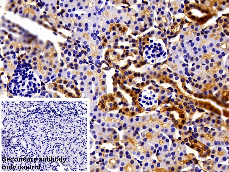 Polyclonal Antibody to Kininogen 1 (KNG1)