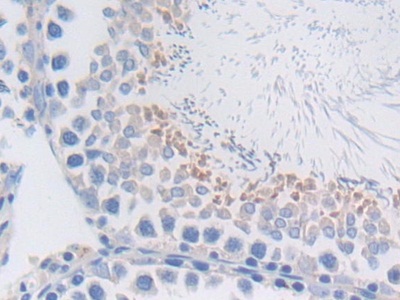 Polyclonal Antibody to Milk Fat Globule EGF Factor 8 (MFGE8)