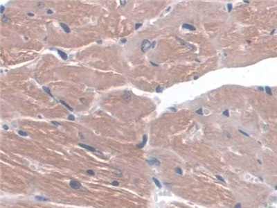 Polyclonal Antibody to Integrin Alpha 3 (ITGa3)