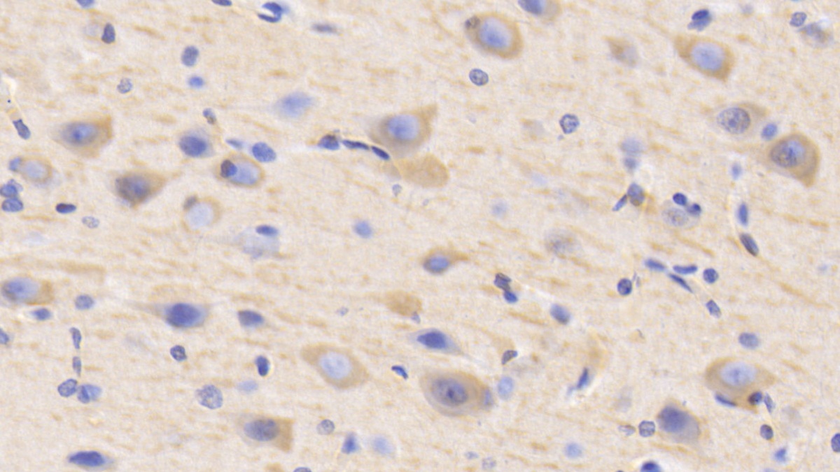 Polyclonal Antibody to Microtubule Associated Protein 2 (MAP2)