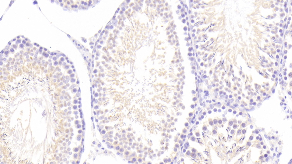 Polyclonal Antibody to Microtubule Associated Protein 2 (MAP2)