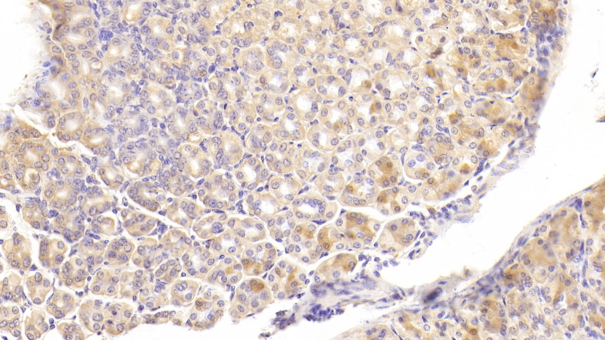 Polyclonal Antibody to Protocadherin 1 (PCDH1)